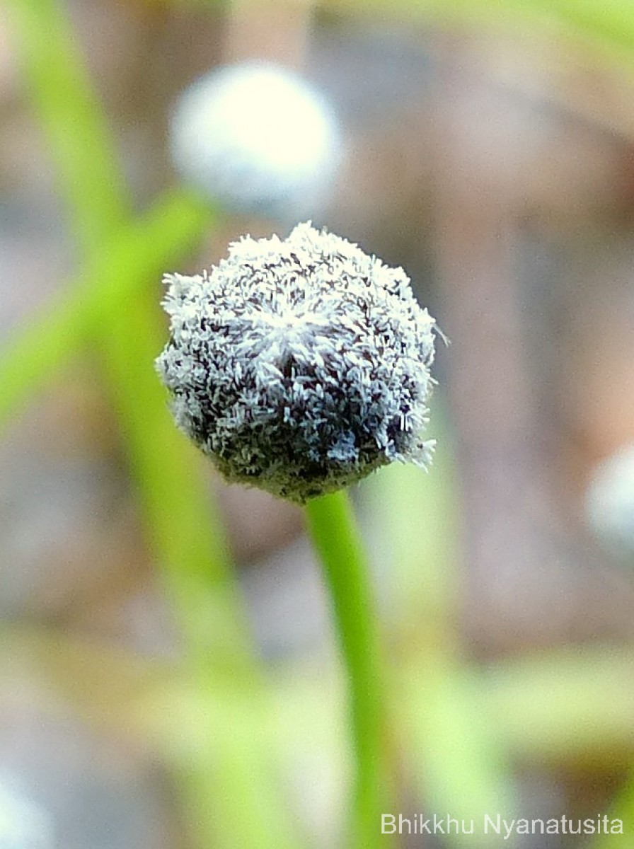 Eriocaulon thwaitesii Körn.